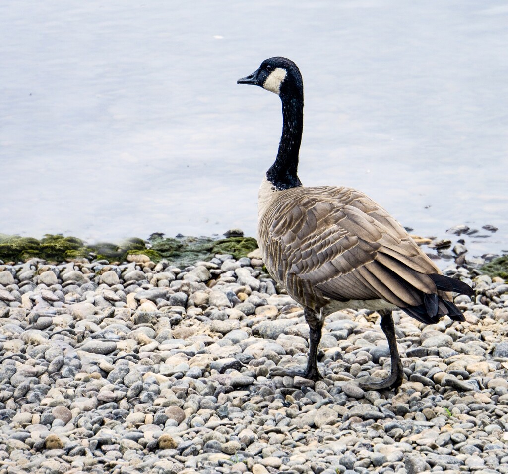 Portrait of a Goose by granagringa
