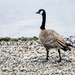 Portrait of a Goose by granagringa