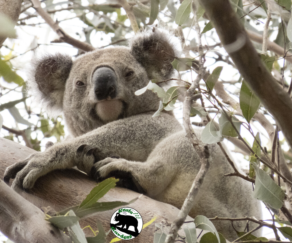 not Hugo by koalagardens