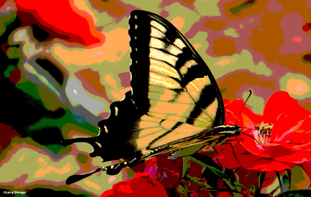 Summer butterfly Filter art by larrysphotos