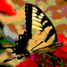 Summer butterfly Filter art by larrysphotos