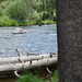 Truckee river by larrysphotos