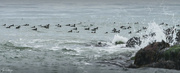 13th Aug 2022 - Hundreds of Surf Scoters 