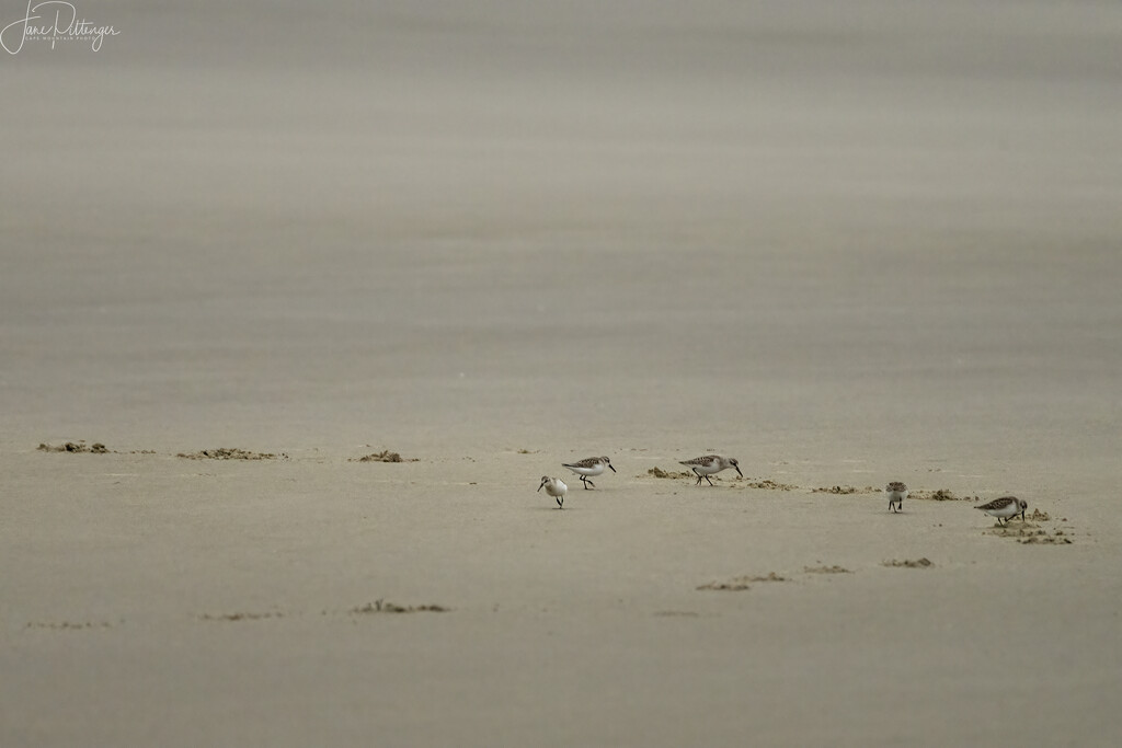 Sanderlings  by jgpittenger