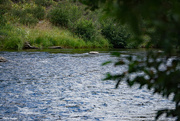11th Aug 2022 - Truckee river 1