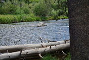 13th Aug 2022 - Truckee river 3