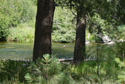 13th Aug 2022 - Truckee river 2