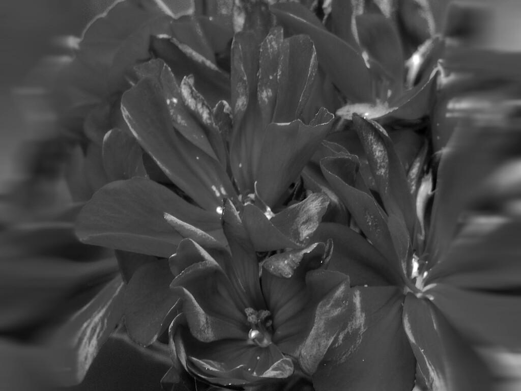 Dark geraniums... by marlboromaam
