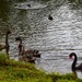  Muma Swan & Three Cygnets ~  by happysnaps