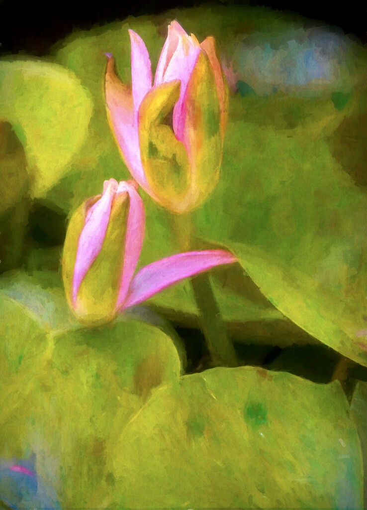 Water lilies  by samae