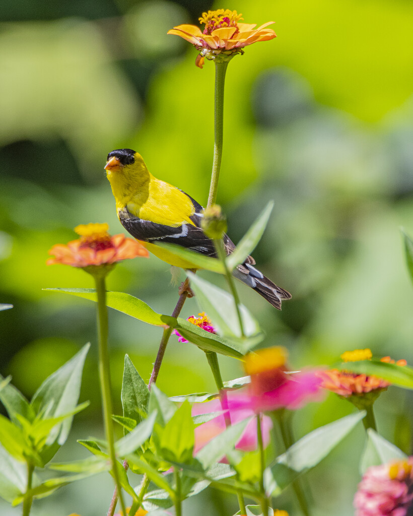 American Goldfinch by cwbill