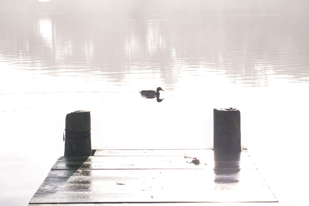 Misty morning by dkbarnett