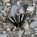 Zebra Swallowtail by cwbill