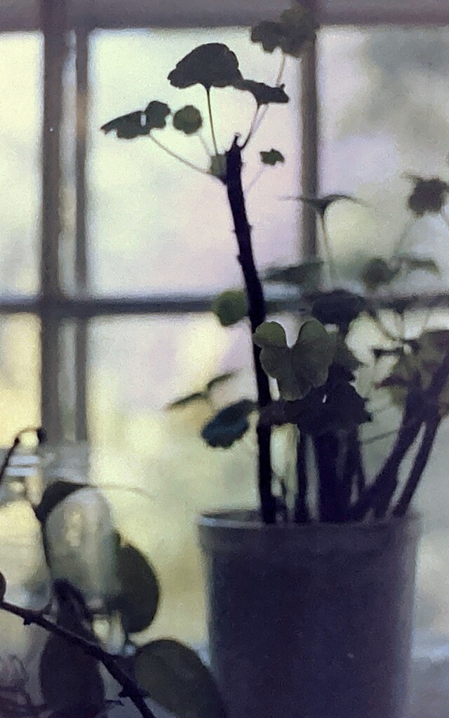 Plant and Window by spanishliz