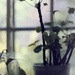 Plant and Window