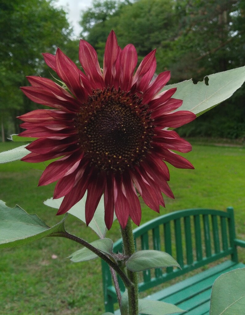 Red Sunflower by julie