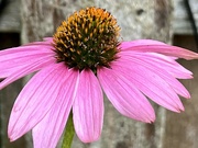 13th Aug 2022 - pink coneflower