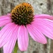 pink coneflower by amyk