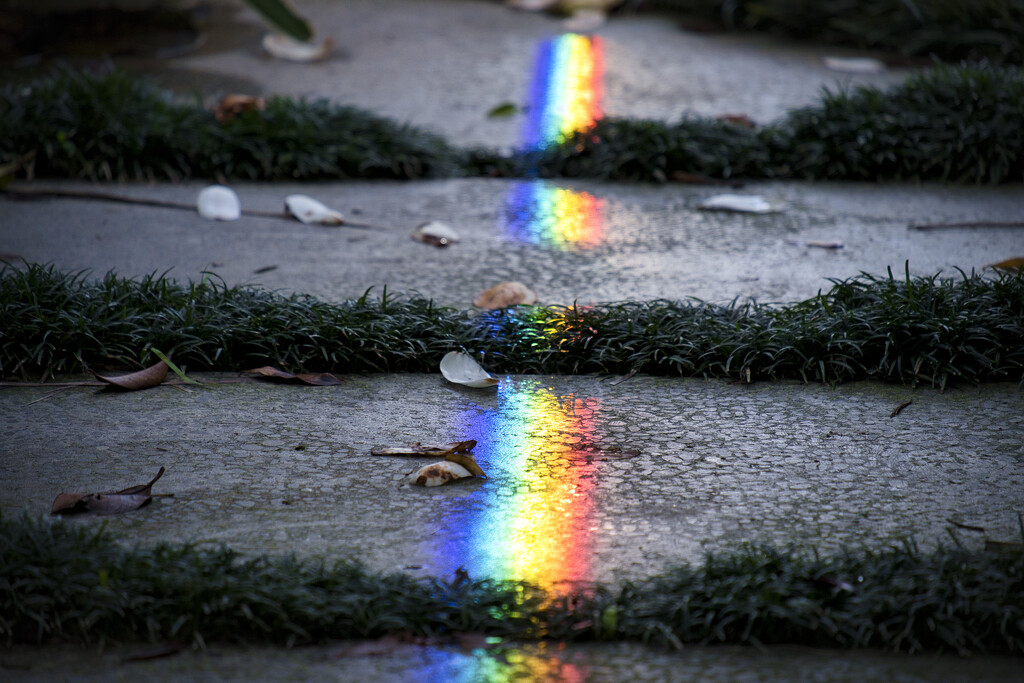 Rainbow by dkbarnett