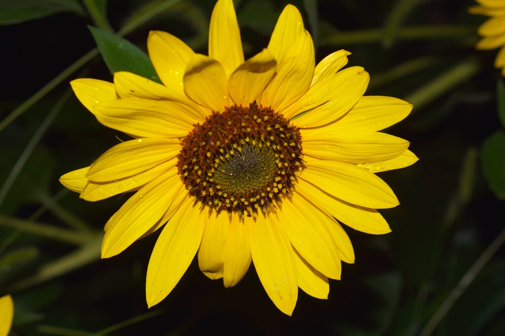 Sunflower in the rain by sandlily
