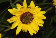 13th Aug 2022 - Sunflower in the rain