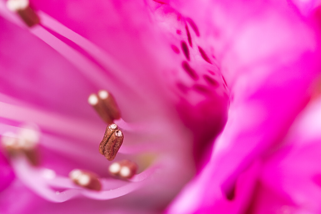 Rhododendron by dkbarnett