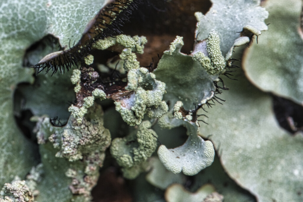 Lichen by dkbarnett