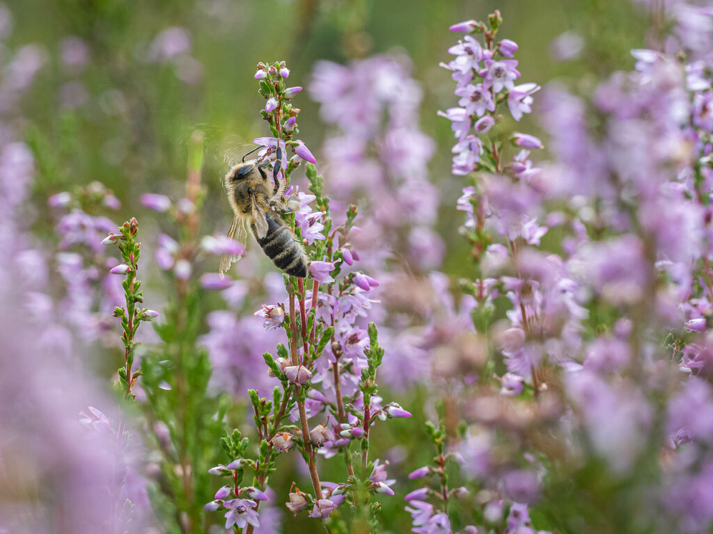 A pollen by haskar