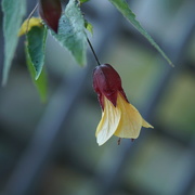 14th Aug 2022 - abutilon by the fence