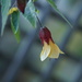 abutilon by the fence