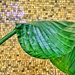 Leaf and mosaics.  by cocobella