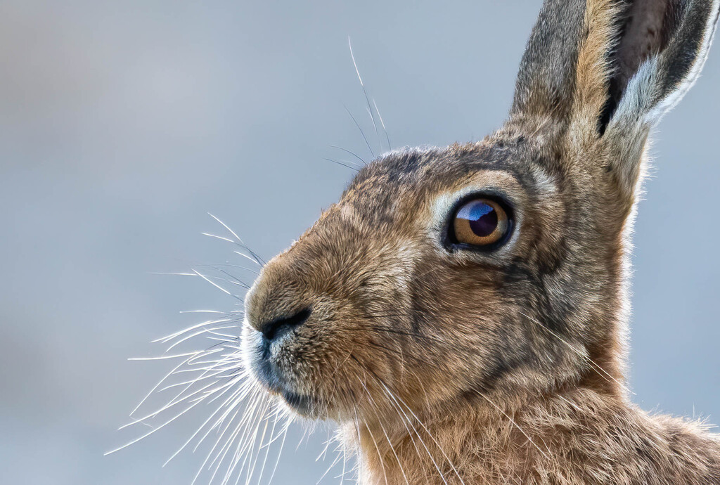 Hare profile by stevejacob