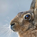Hare profile by stevejacob