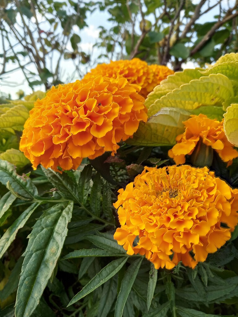 Marigolds by 365projectorgjoworboys