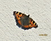 14th Aug 2022 - A Small Tortoiseshell Butterfly.