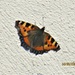 A Small Tortoiseshell Butterfly. by grace55