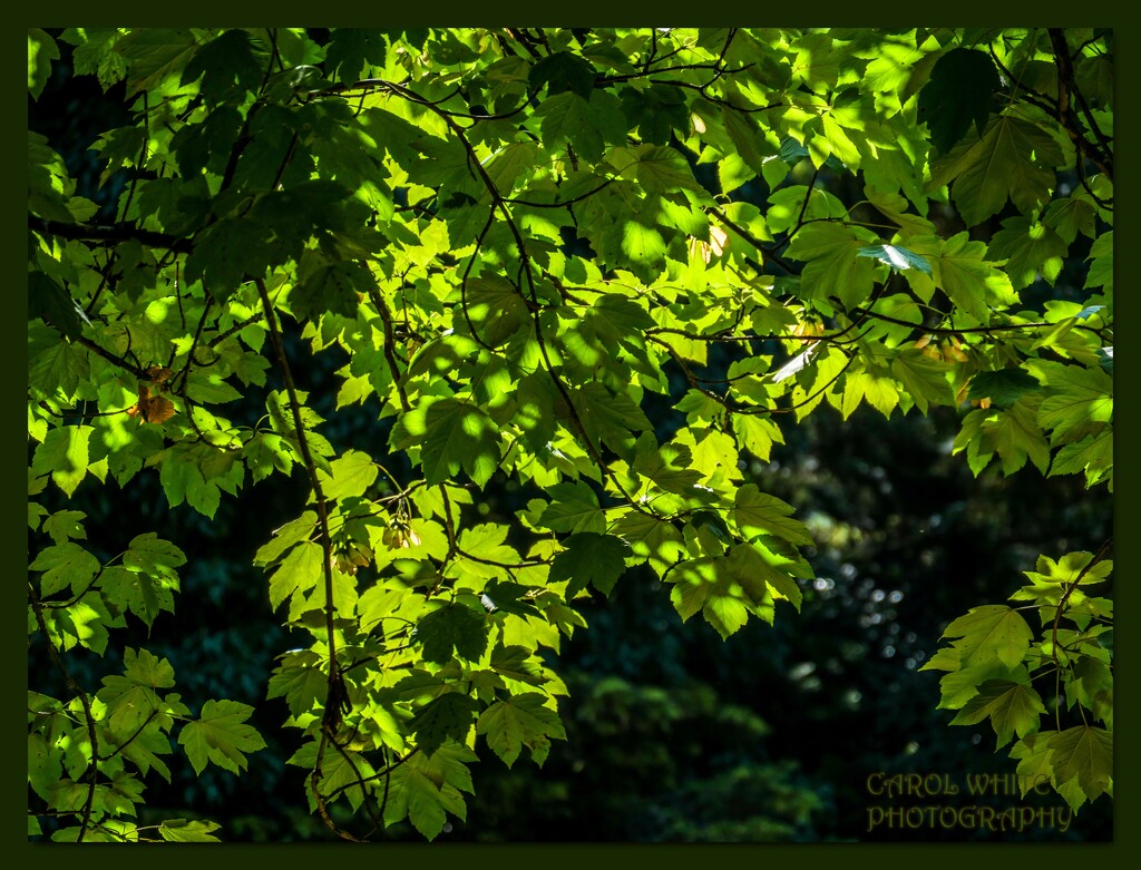 Backlit Leaves by carolmw