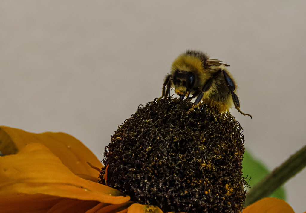 Macro Bee by mumswaby
