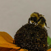 Macro Bee by mumswaby