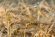 14th Aug 2022 - Barley