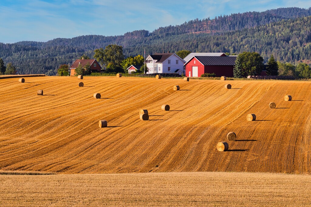 Harvest by okvalle