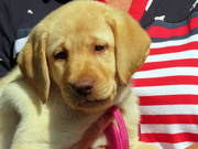 14th Aug 2022 - Golden Labrador Puppy