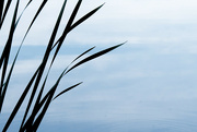14th Aug 2022 - Reeds