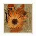 Abstract -14 daisy .  by beryl