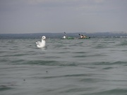 14th Aug 2022 - Swimming with the wildlife!