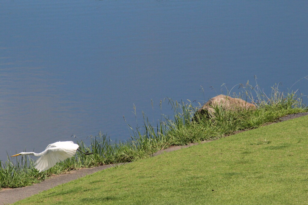 Aug 8 White Egret in flight IMG_6918A by georgegailmcdowellcom