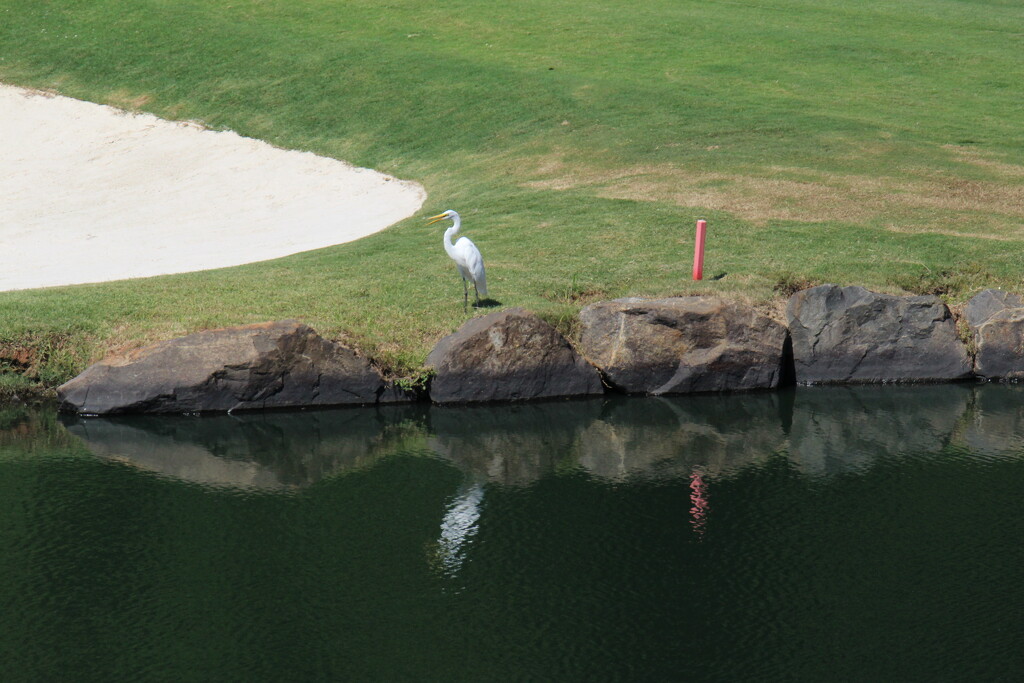 Aug 12 White Egret seems to be yelling at golfersIMG_6996A by georgegailmcdowellcom