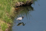 14th Aug 2022 - Aug 14 Blue Heron sees turtle IMG_7024A