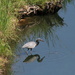 Aug 14 Blue Heron sees turtle IMG_7024A by georgegailmcdowellcom