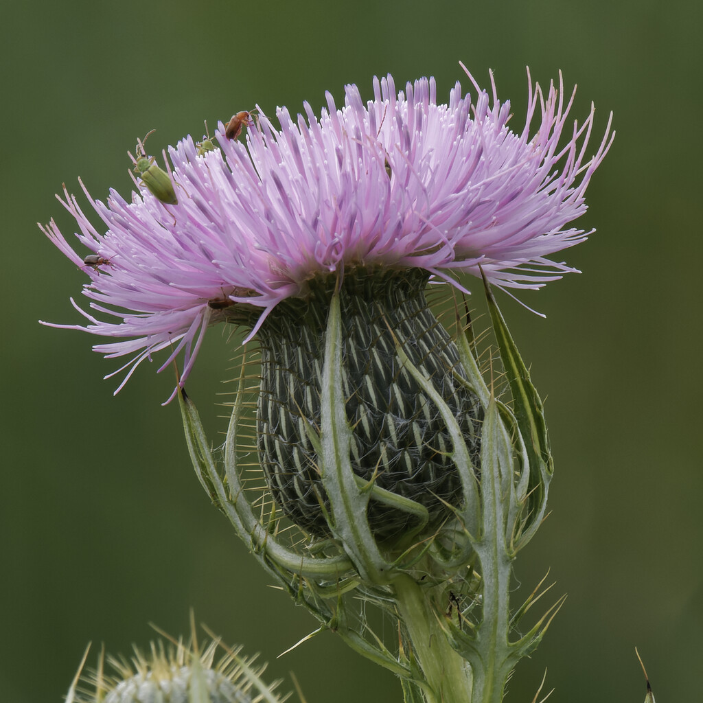 field thistle by rminer